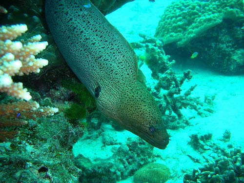 Andaman Sea Koh Raya