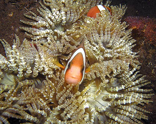 diving Bali and Lombok Tulamben Bay