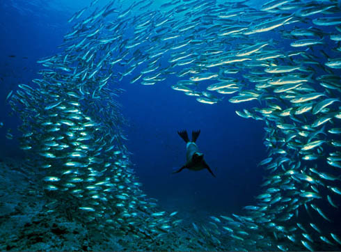 Gulf of Thailand Koh Tao